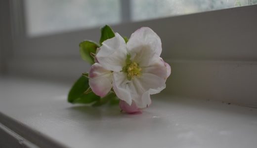 三菱地所ホームの評判・口コミは良い？悪い？坪単価や平屋の特徴、耐震性・耐火性まで完全網羅！