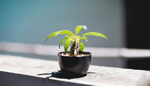 セキスイハイムの評判・口コミは良い？悪い？坪単価や平屋の特徴、耐震性・耐火性まで完全網羅！