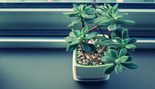 大和ハウス工業の評判・口コミは良い？悪い？坪単価や平屋の特徴、耐震性・耐火性まで完全網羅！